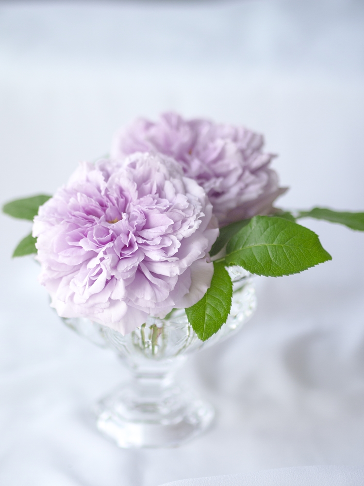 Roses - Le Ciel Bleu 20140510