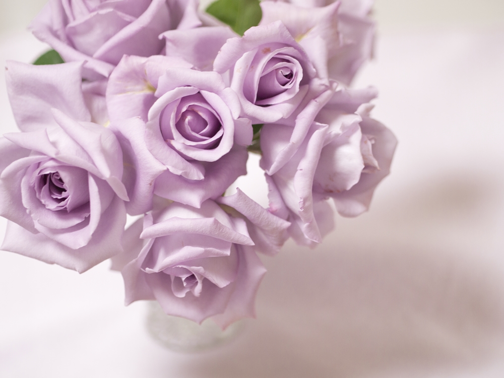 Roses - Blue Moon 20150506-018