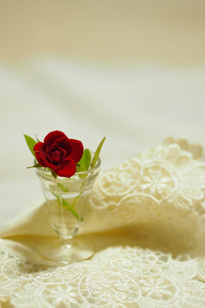 Miniature rose red 20121006