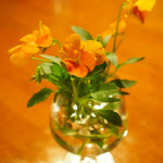 PH0007: Orange Viola