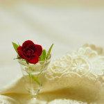 PH0017: Lady Miniature Rose (red miniature rose)