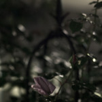 PH0031: Roses of the evening garden 1 (Rose 'Emotion Bleu')