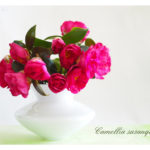 Camellia sasanqua - postcard-2
