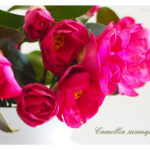 Camellia sasanqua - postcard-3