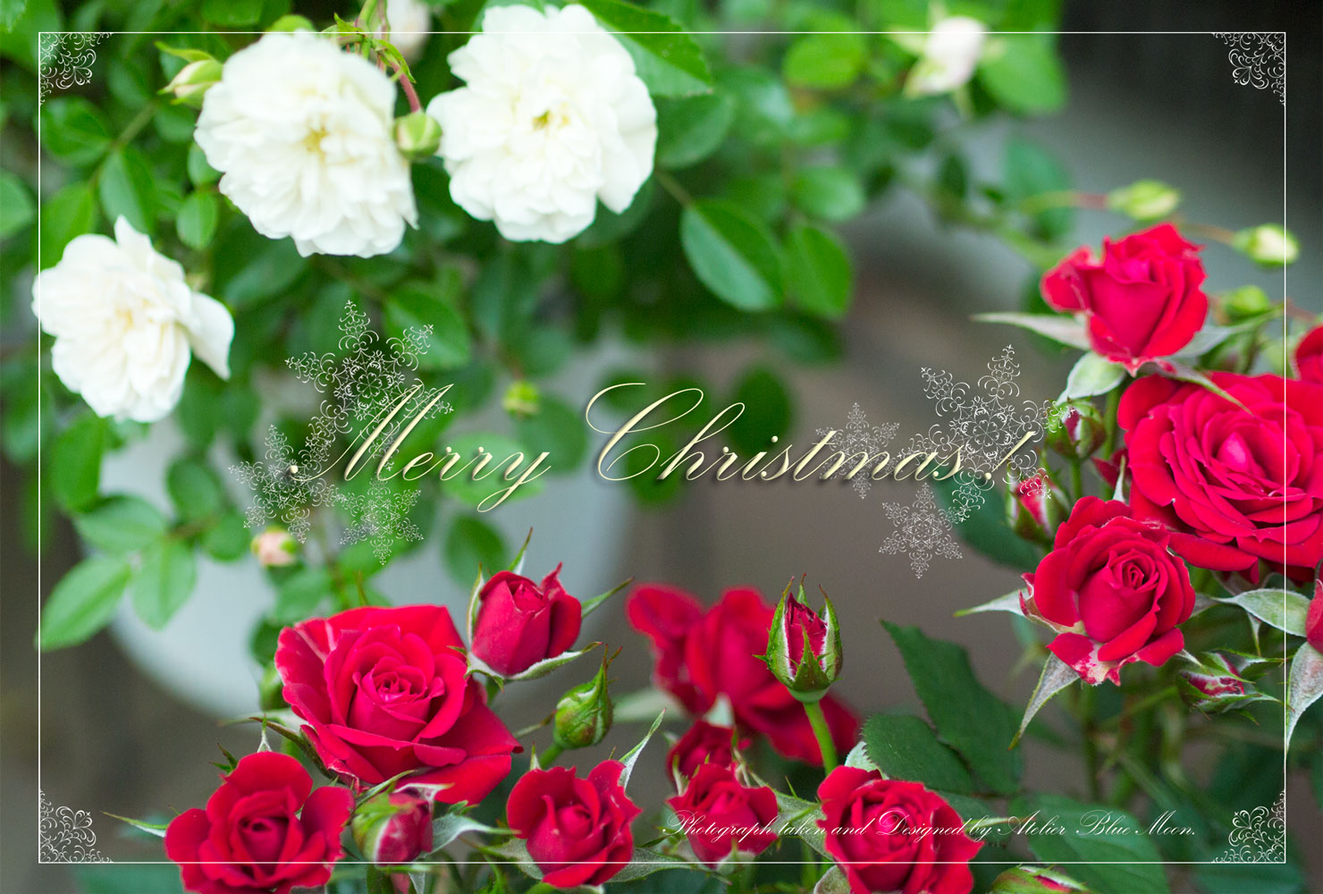 Christmas Cards 2018 Miniature Roses Atelier Blue Moon
