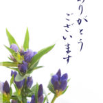 竜胆 Japanese gentian - postcard